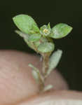 Chaffweed